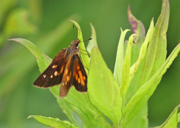 Broad-winged Skipper female